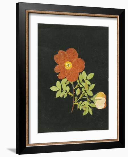 Cut Out Watercolour of a Flower, circa 1783-Margaret Nash-Framed Giclee Print