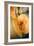 Cut Pumpkin-Veronique Leplat-Framed Photographic Print