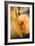 Cut Pumpkin-Veronique Leplat-Framed Photographic Print