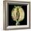 Cut Seed Capsule of Opium Poppy-Dr^ Jeremy-Framed Premium Photographic Print