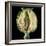 Cut Seed Capsule of Opium Poppy-Dr^ Jeremy-Framed Premium Photographic Print