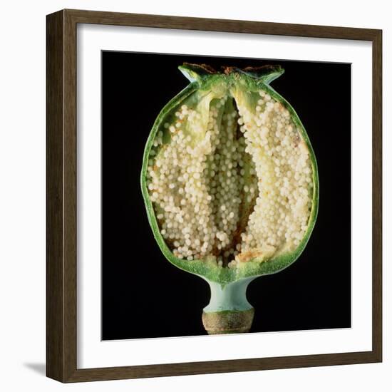 Cut Seed Capsule of Opium Poppy-Dr^ Jeremy-Framed Premium Photographic Print