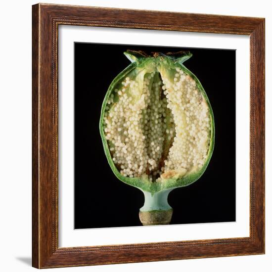 Cut Seed Capsule of Opium Poppy-Dr^ Jeremy-Framed Premium Photographic Print