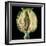 Cut Seed Capsule of Opium Poppy-Dr^ Jeremy-Framed Premium Photographic Print