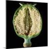 Cut Seed Capsule of Opium Poppy-Dr^ Jeremy-Mounted Premium Photographic Print