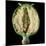 Cut Seed Capsule of Opium Poppy-Dr^ Jeremy-Mounted Premium Photographic Print