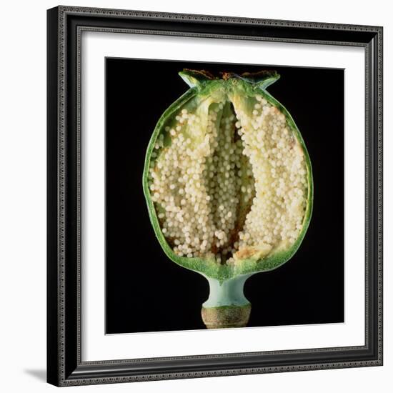 Cut Seed Capsule of Opium Poppy-Dr^ Jeremy-Framed Premium Photographic Print