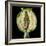 Cut Seed Capsule of Opium Poppy-Dr^ Jeremy-Framed Premium Photographic Print