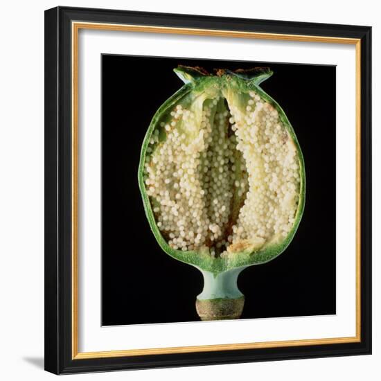 Cut Seed Capsule of Opium Poppy-Dr^ Jeremy-Framed Premium Photographic Print