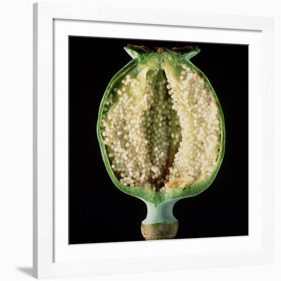 Cut Seed Capsule of Opium Poppy-Dr^ Jeremy-Framed Photographic Print