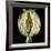 Cut Seed Capsule of Opium Poppy-Dr^ Jeremy-Framed Photographic Print