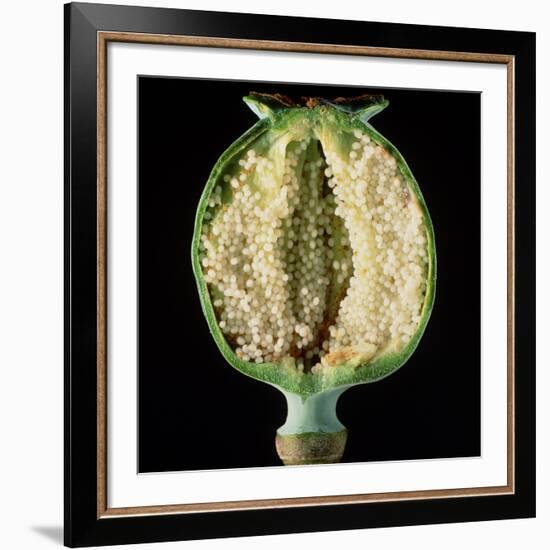 Cut Seed Capsule of Opium Poppy-Dr^ Jeremy-Framed Photographic Print