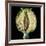 Cut Seed Capsule of Opium Poppy-Dr^ Jeremy-Framed Photographic Print