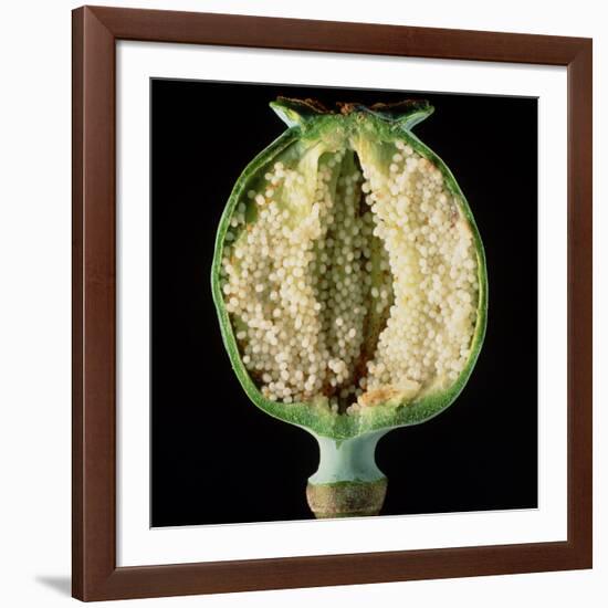 Cut Seed Capsule of Opium Poppy-Dr^ Jeremy-Framed Photographic Print