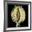 Cut Seed Capsule of Opium Poppy-Dr^ Jeremy-Framed Photographic Print