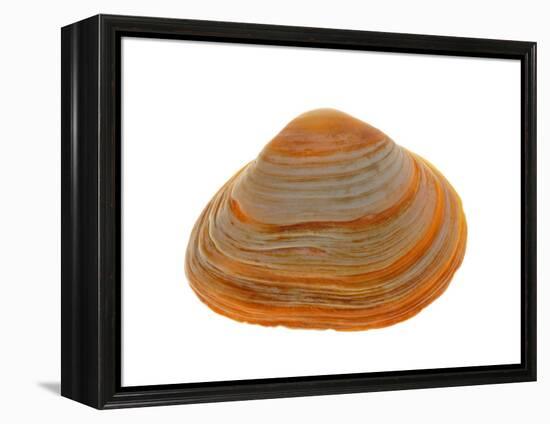 Cut Trough Shell, Belgium-Philippe Clement-Framed Premier Image Canvas