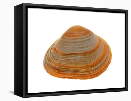 Cut Trough Shell, Belgium-Philippe Clement-Framed Premier Image Canvas