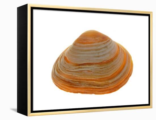 Cut Trough Shell, Belgium-Philippe Clement-Framed Premier Image Canvas