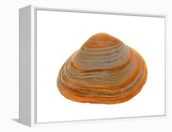 Cut Trough Shell, Belgium-Philippe Clement-Framed Premier Image Canvas