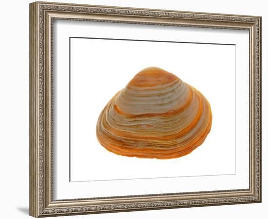 Cut Trough Shell, Belgium-Philippe Clement-Framed Photographic Print