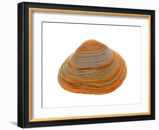 Cut Trough Shell, Belgium-Philippe Clement-Framed Photographic Print