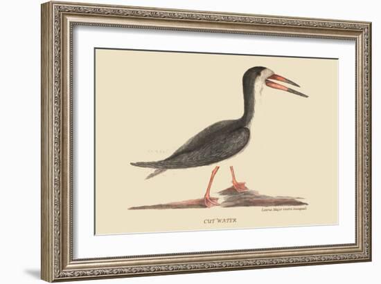 Cut Water-Mark Catesby-Framed Art Print