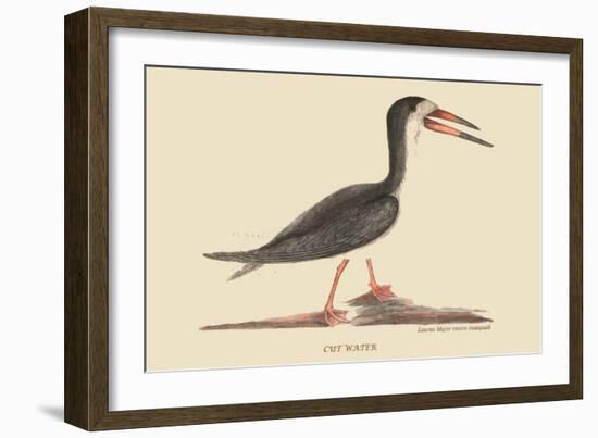 Cut Water-Mark Catesby-Framed Art Print