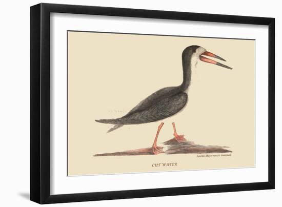 Cut Water-Mark Catesby-Framed Art Print