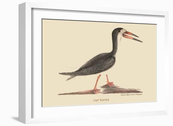 Cut Water-Mark Catesby-Framed Art Print