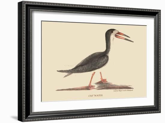 Cut Water-Mark Catesby-Framed Art Print