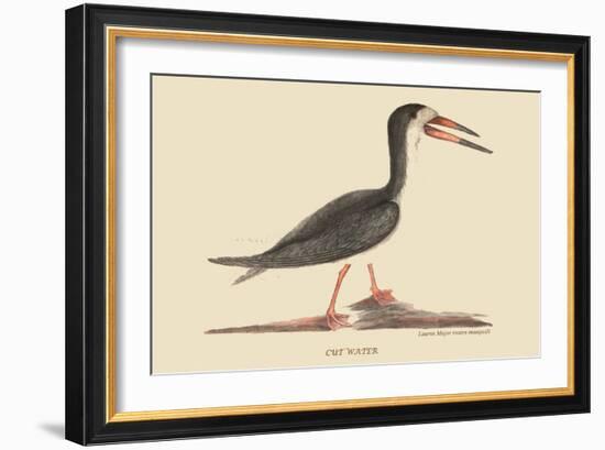 Cut Water-Mark Catesby-Framed Art Print