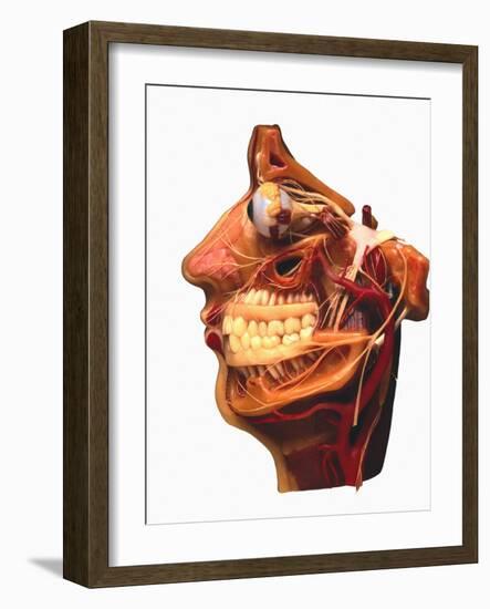Cutaway Model of Face-Victor De Schwanberg-Framed Photographic Print