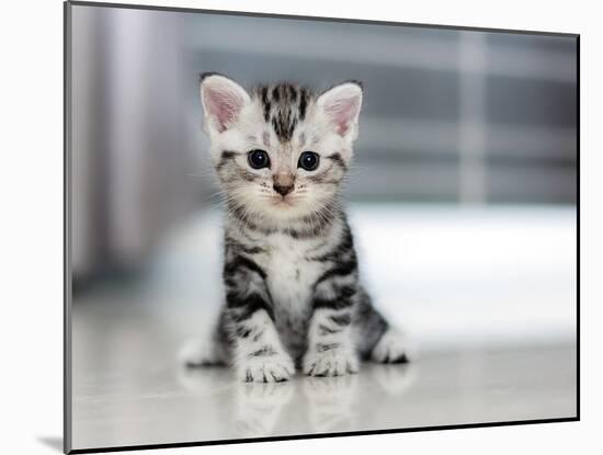 Cute American Shorthair Cat Kitten-Top Photo Engineer-Mounted Photographic Print