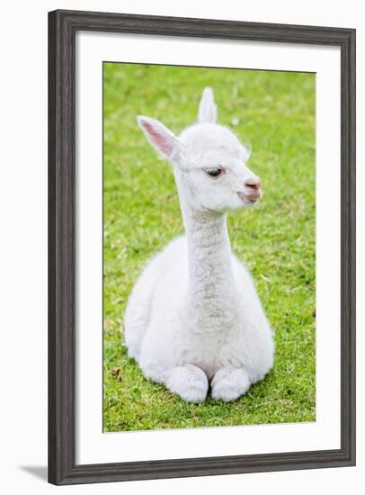 Cute Baby Alpaca-sinagrafie-Framed Photographic Print