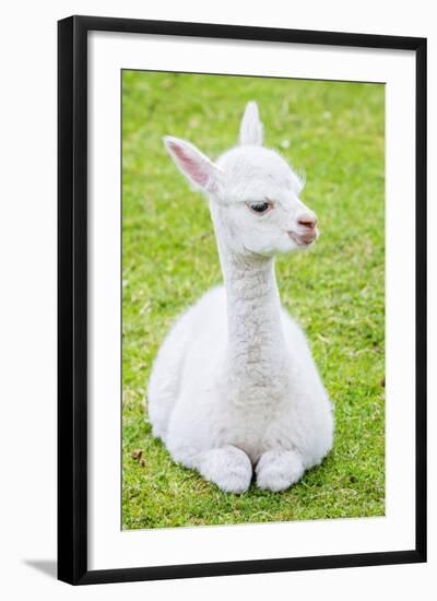 Cute Baby Alpaca-sinagrafie-Framed Photographic Print