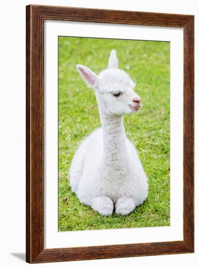 Cute Baby Alpaca-sinagrafie-Framed Photographic Print