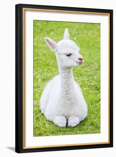 Cute Baby Alpaca-sinagrafie-Framed Photographic Print