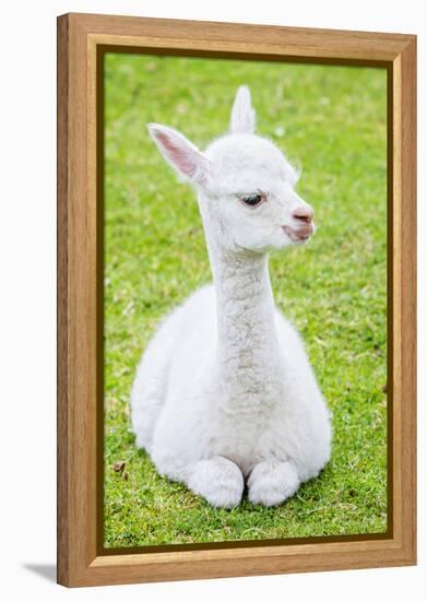 Cute Baby Alpaca-sinagrafie-Framed Premier Image Canvas