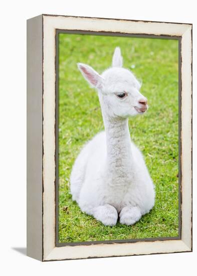 Cute Baby Alpaca-sinagrafie-Framed Premier Image Canvas