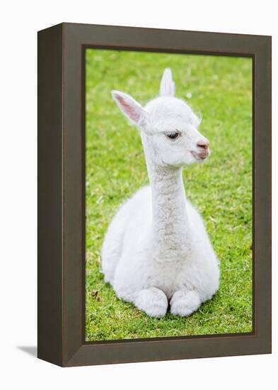 Cute Baby Alpaca-sinagrafie-Framed Premier Image Canvas