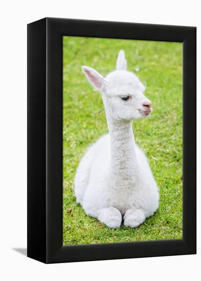 Cute Baby Alpaca-sinagrafie-Framed Premier Image Canvas