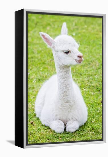 Cute Baby Alpaca-sinagrafie-Framed Premier Image Canvas