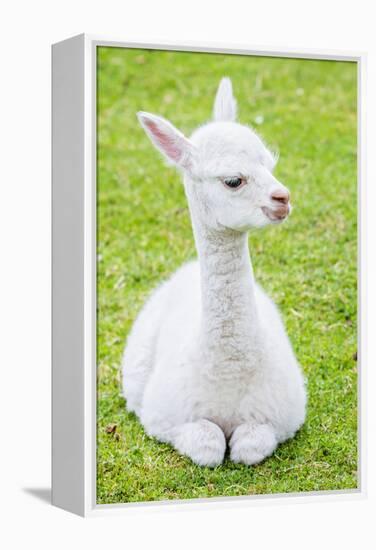 Cute Baby Alpaca-sinagrafie-Framed Premier Image Canvas