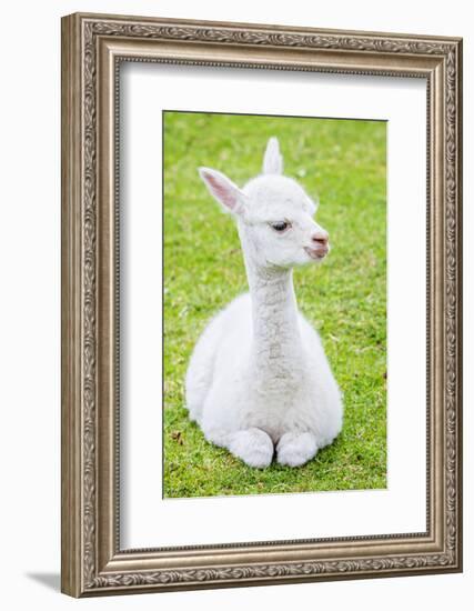 Cute Baby Alpaca-sinagrafie-Framed Photographic Print