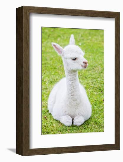 Cute Baby Alpaca-sinagrafie-Framed Photographic Print