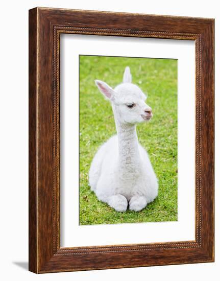 Cute Baby Alpaca-sinagrafie-Framed Photographic Print