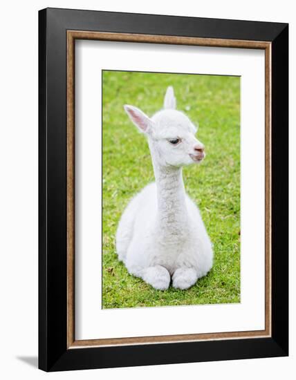 Cute Baby Alpaca-sinagrafie-Framed Photographic Print