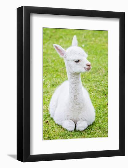 Cute Baby Alpaca-sinagrafie-Framed Photographic Print