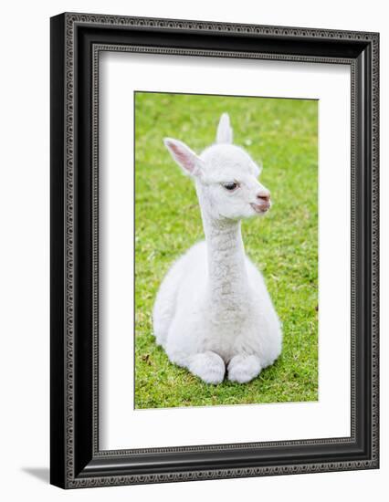 Cute Baby Alpaca-sinagrafie-Framed Photographic Print