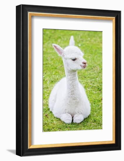 Cute Baby Alpaca-sinagrafie-Framed Photographic Print